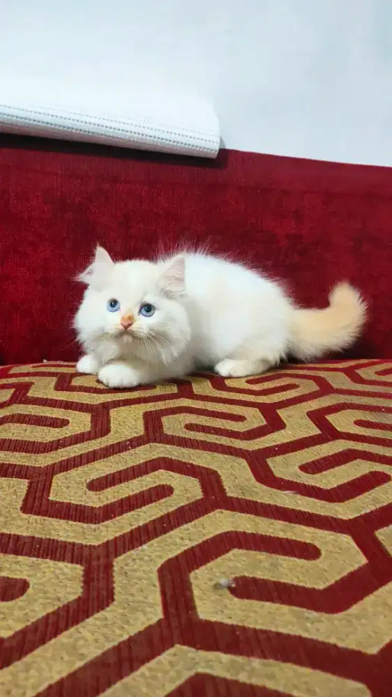 Kitten Himalaya redpoint