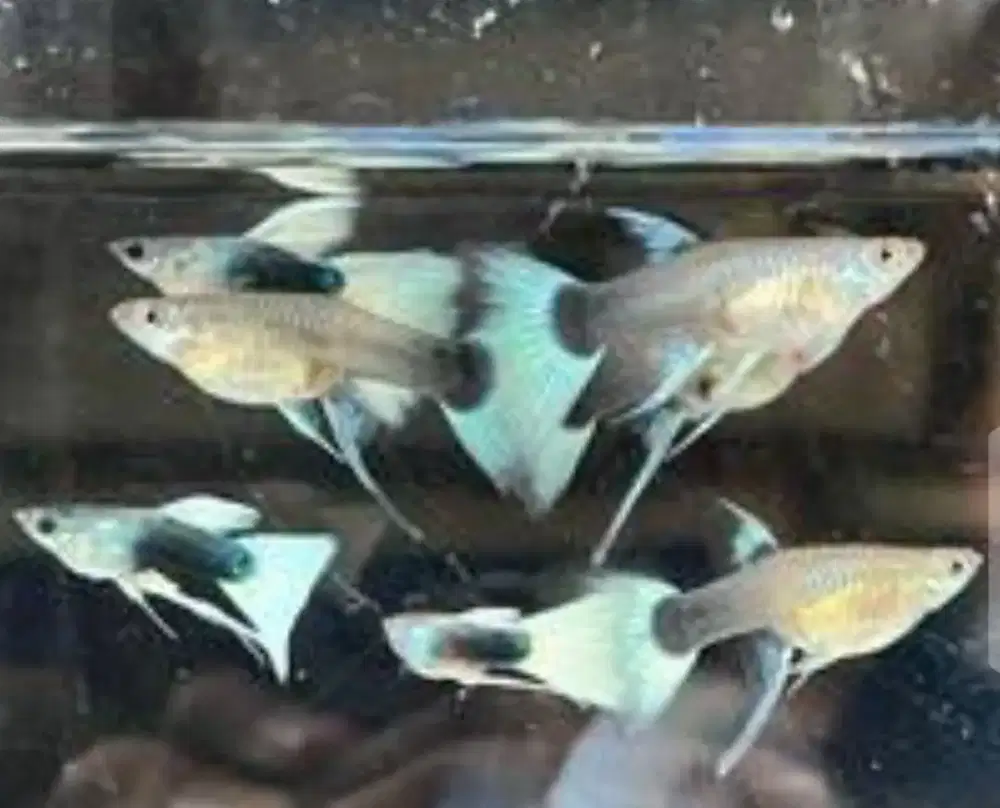 Guppy hb white ribon trio