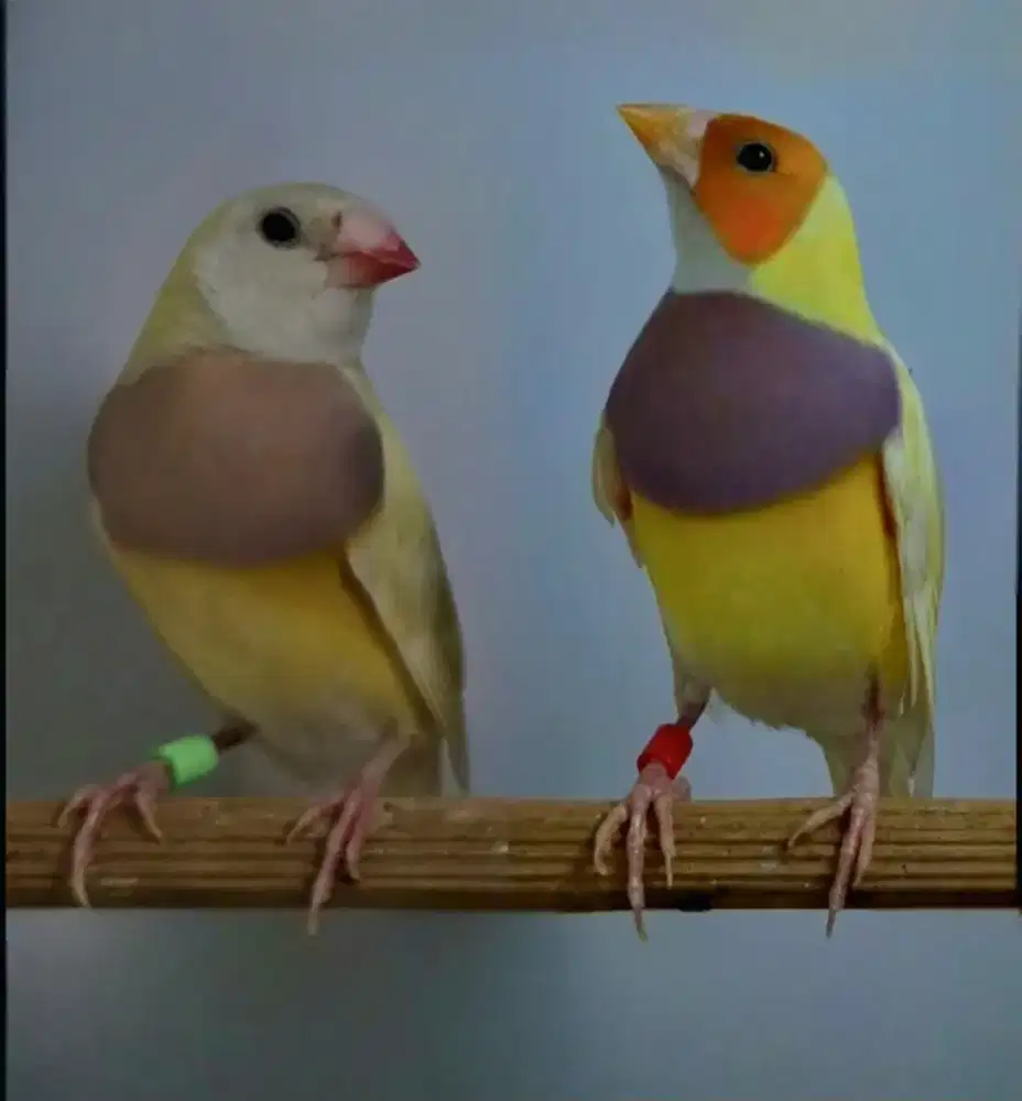 Burung Gould Amadine Kuning