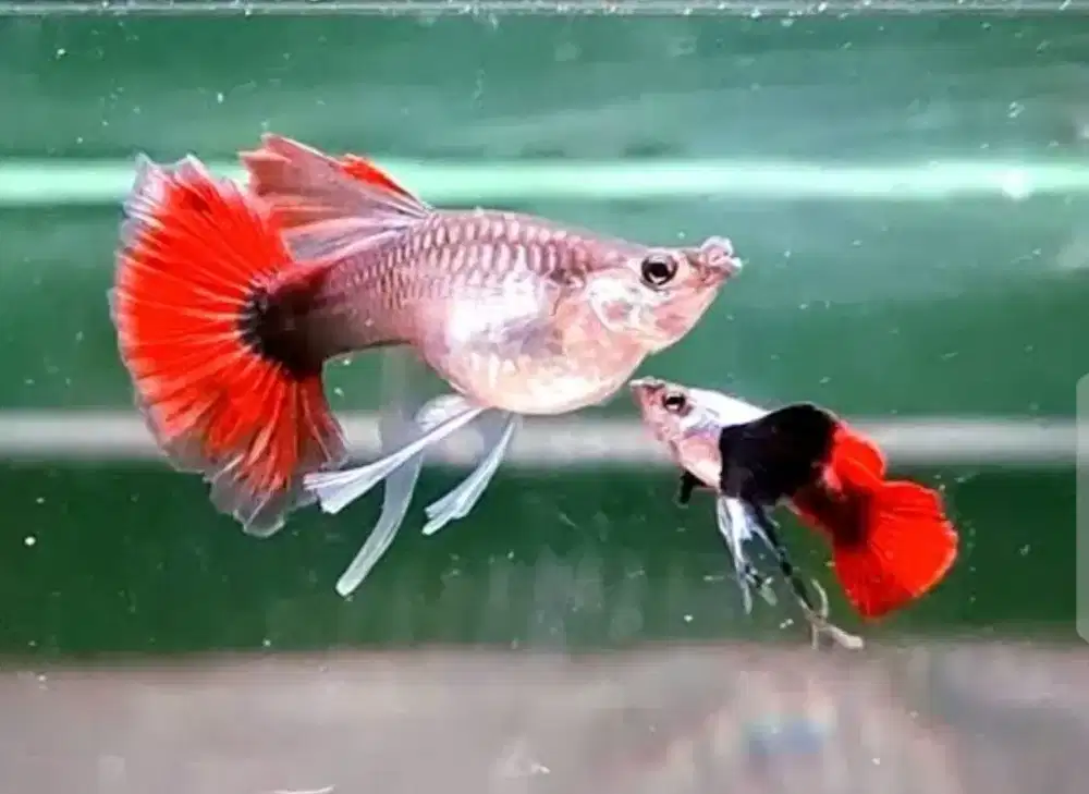 Guppy PRTDE RIBON FIN C trio