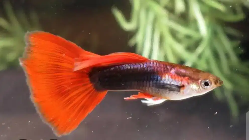 Guppi half black red(rejekan super)3 ekor