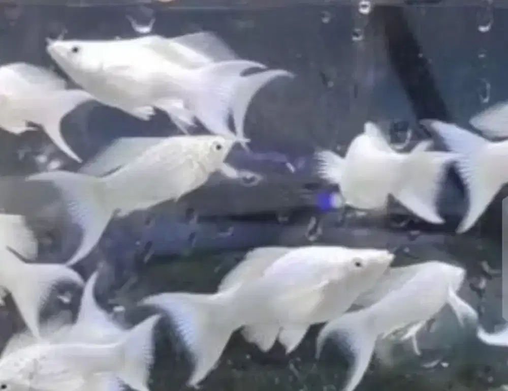 Molly platinum cawang super