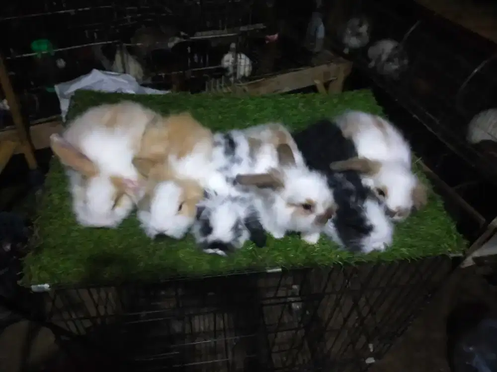 ANAK KELINCI FUZI LOP