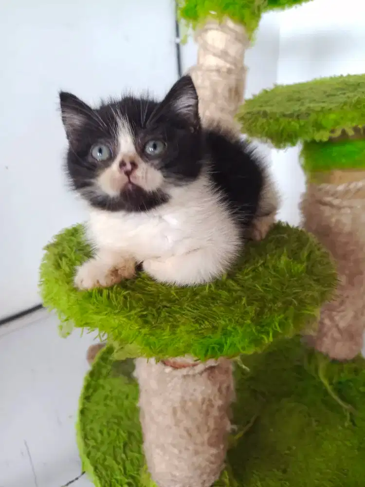 Bsh black and white male