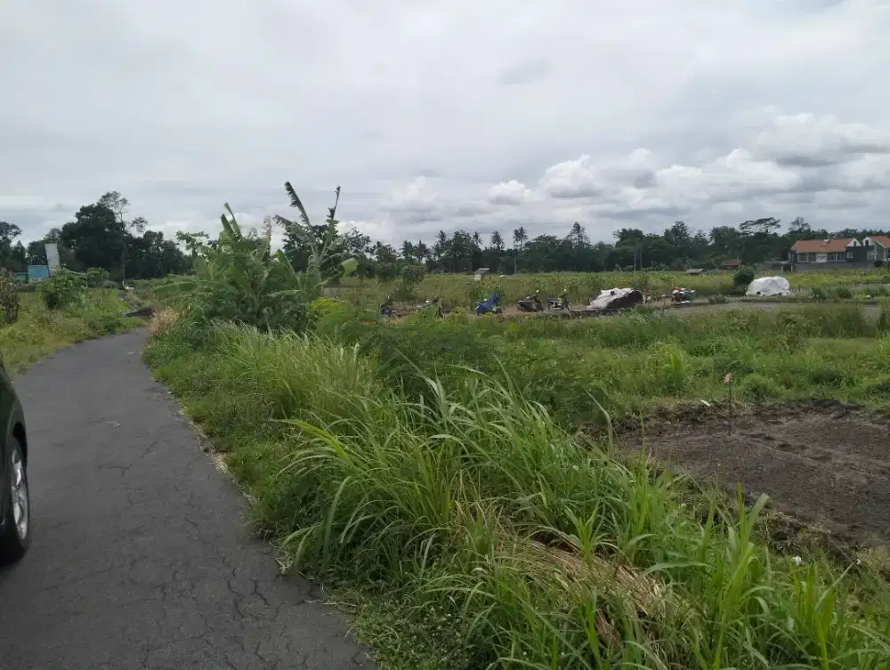 Sawah murah di pondok Wonolelo timur pasar jangkang Ngemplak Sleman