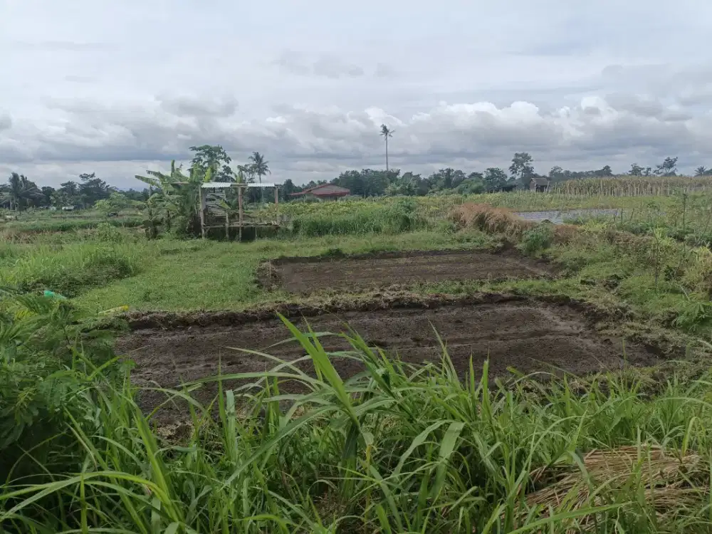 Dijual sawah murah view merapi cocok untuk villa di pondok Wonolelo