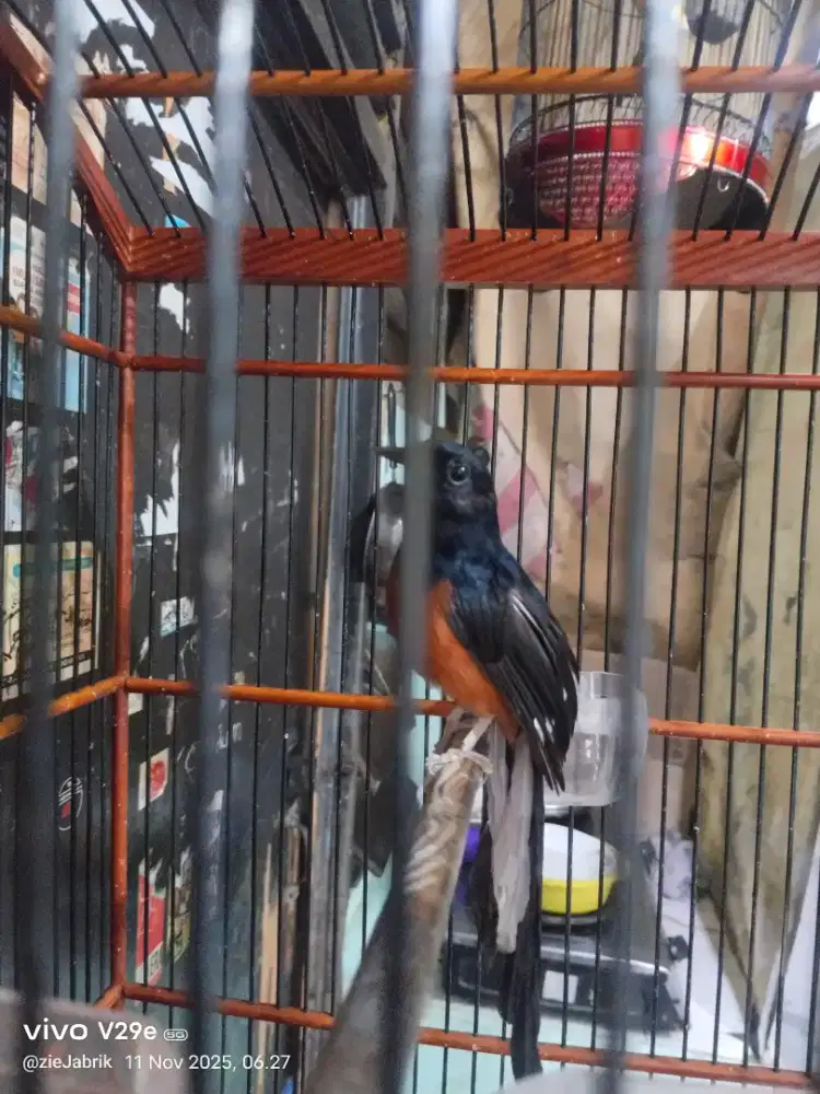 Murai deker harian bunyi