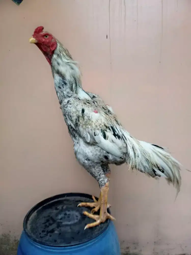 Ayam Shamo eropa
