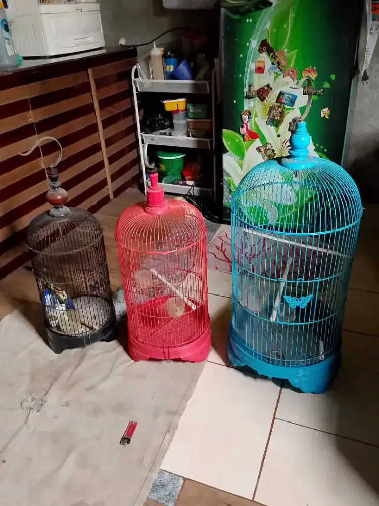 Kandang burung Lovebird