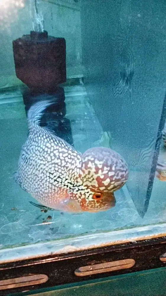 Louhan cencu SRM big head