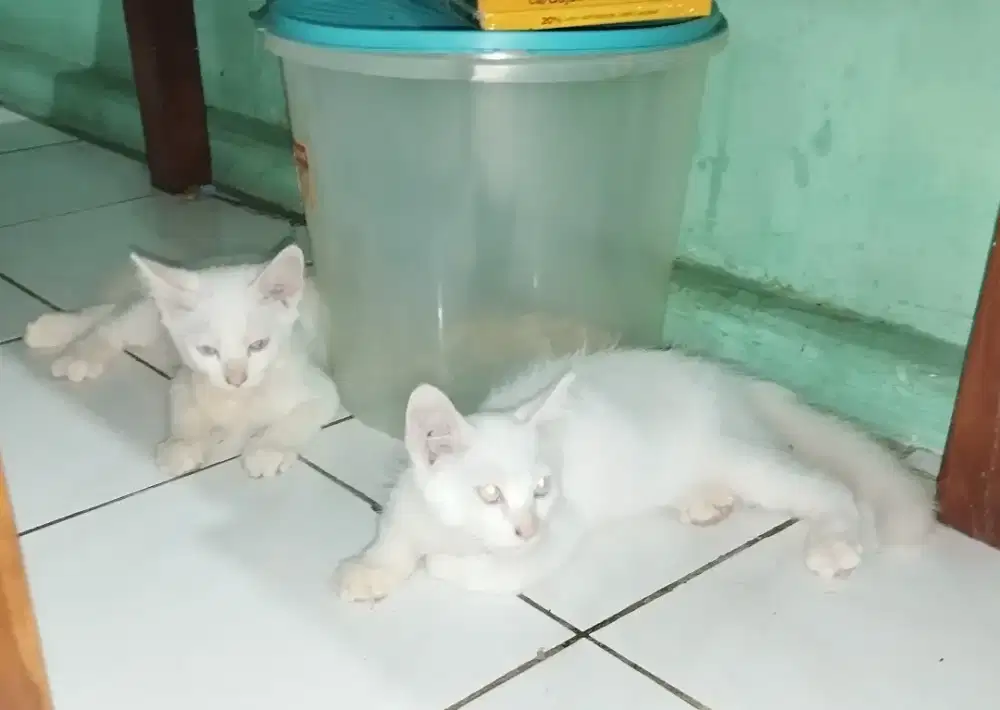 Kucing persia,jantan