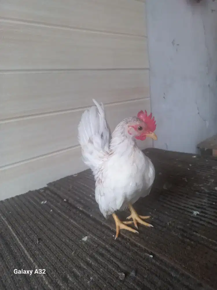 Ayam serama jantan remaja