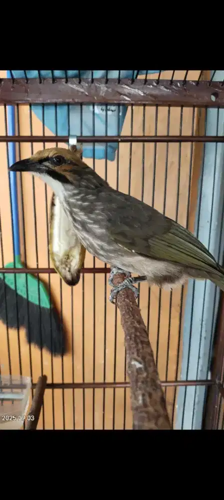 Cucak n rowo masi mudh