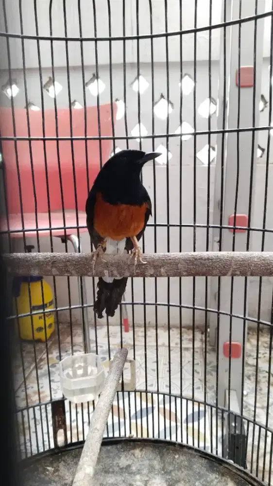 Jual Burung Murai