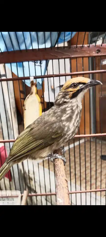 Cucak rowo masi mudah