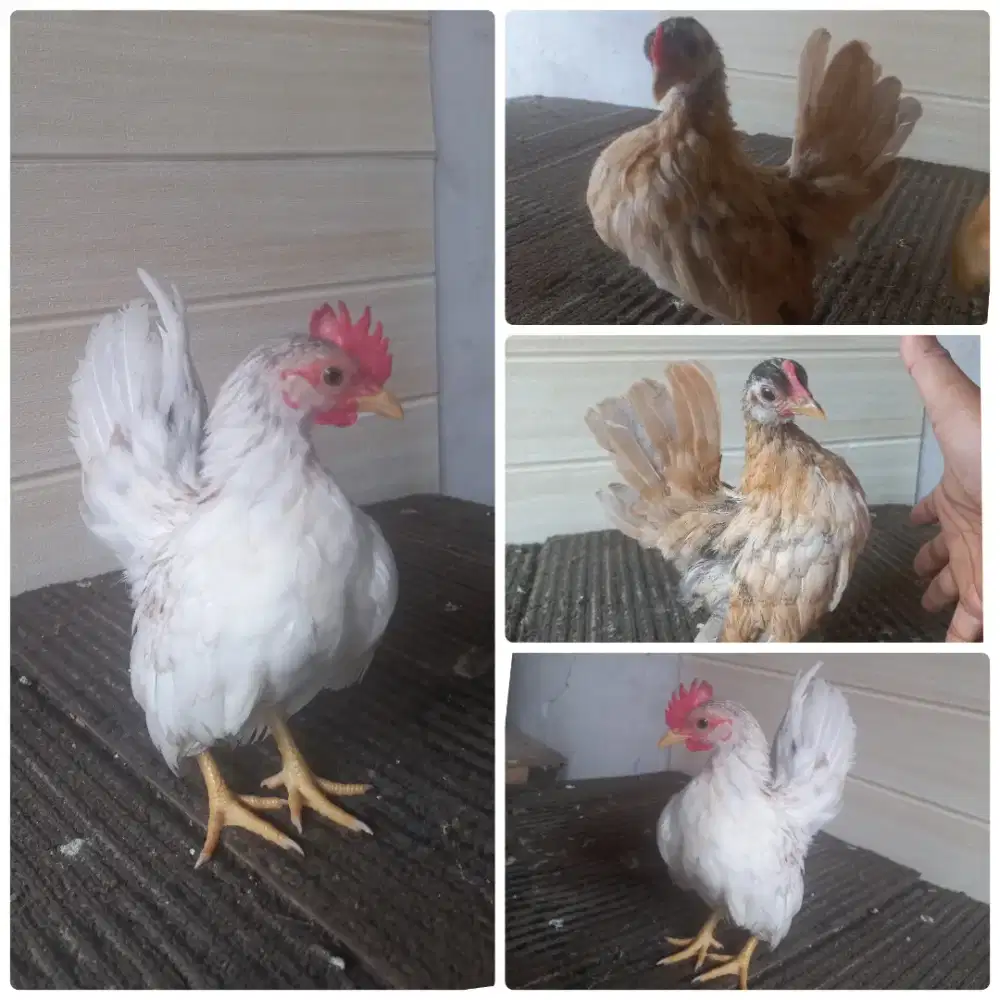 Sepasang ayam serama