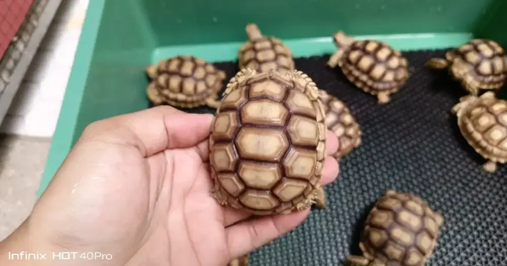 Kura kura darat 8-9cm