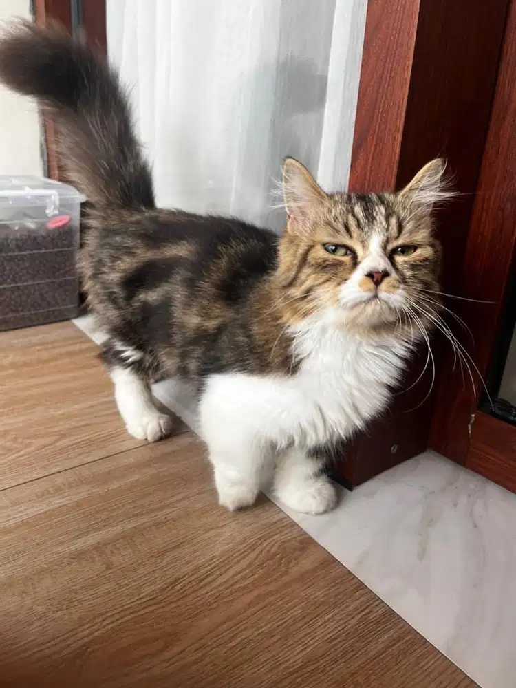 Kucing Munchkin usia 6 bulan jantan