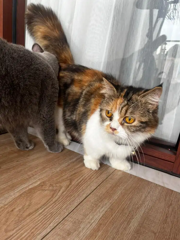 kucing munchkin 8 bulan betina