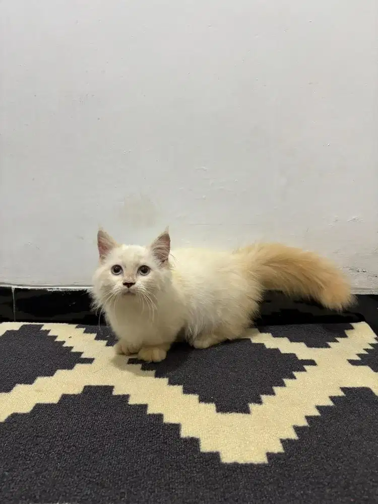 Munchkin jantan kaki pendek