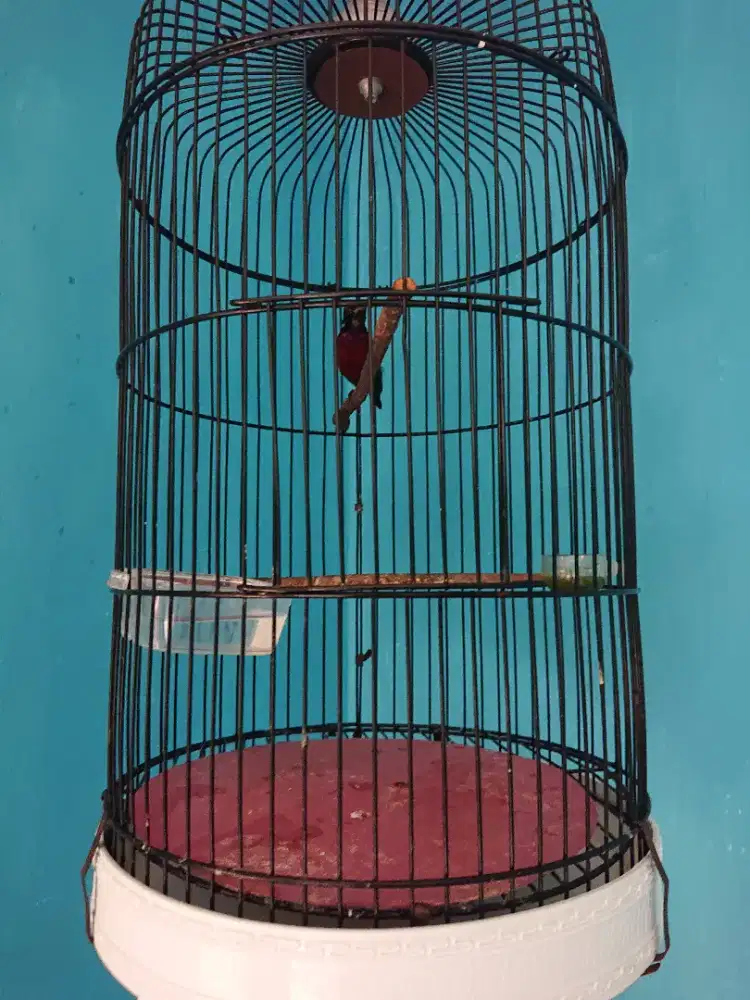 Burung Black red rajin