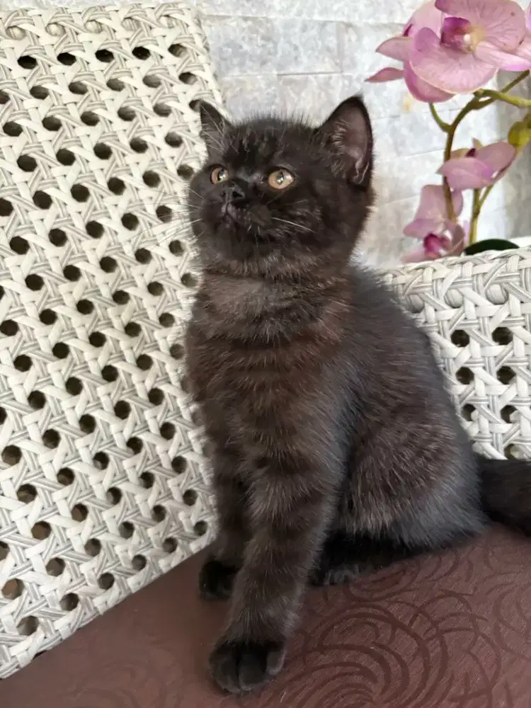 Kucing BSH British Short Hair Jantan