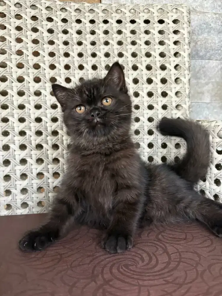 Kucing BSH British Short Hair Jantan