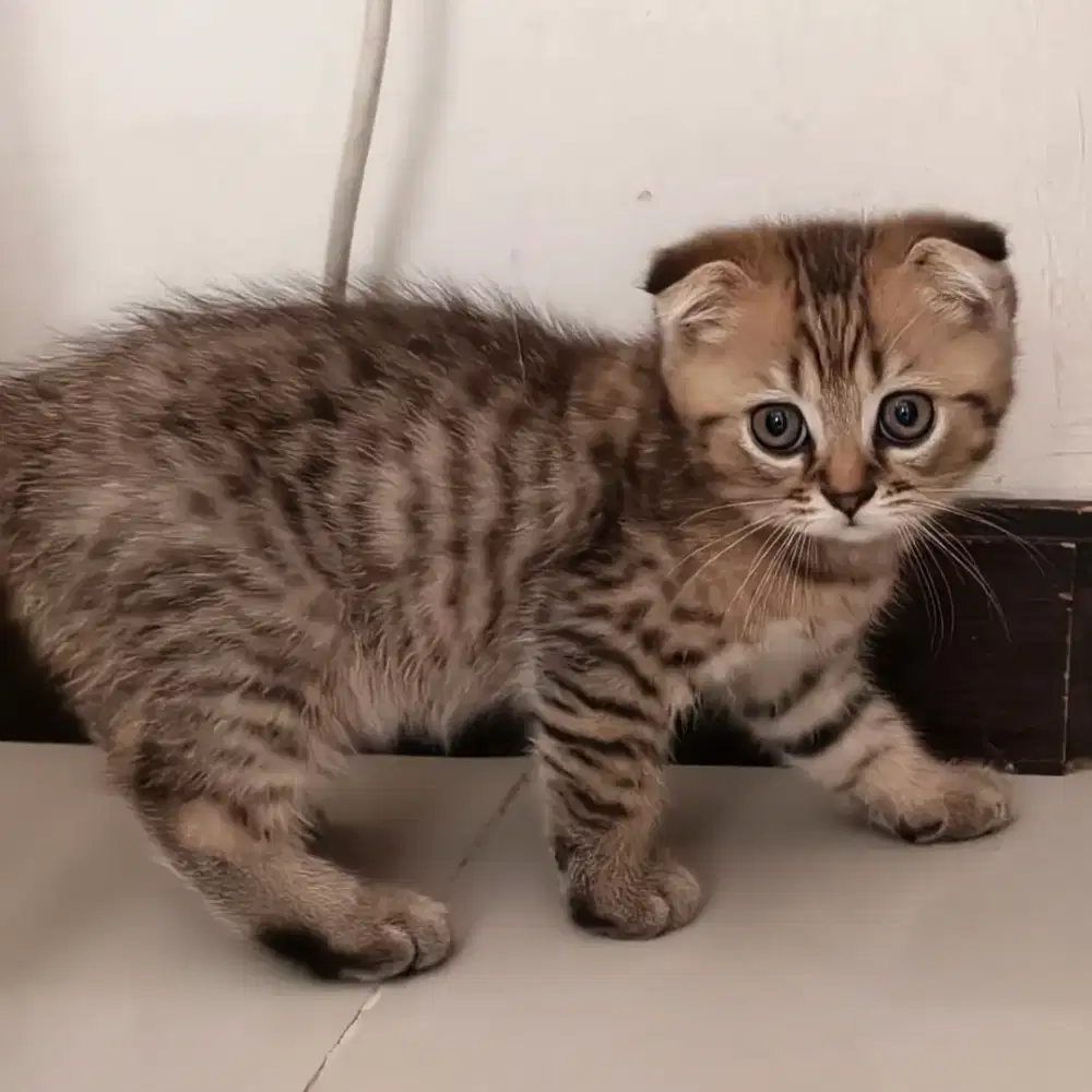 Munchkin Gaelic Scottish Fold NS Jantan
