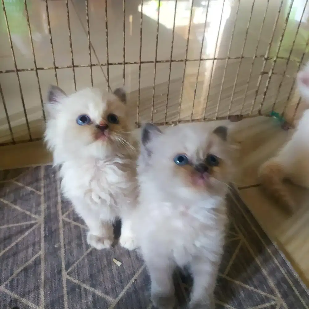 Himalaya kitten
