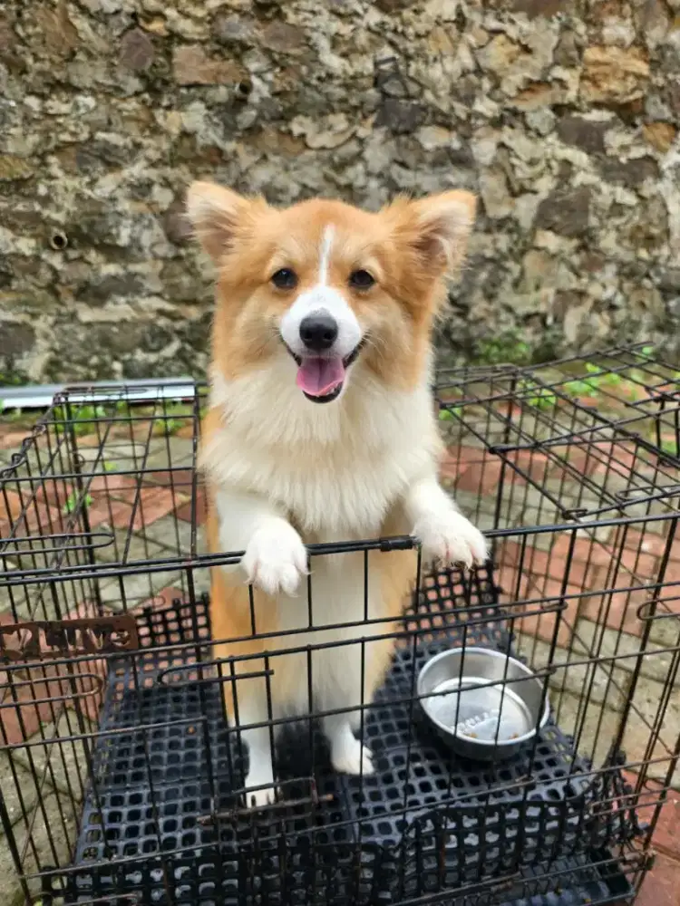 Anakan corgi betina cakep