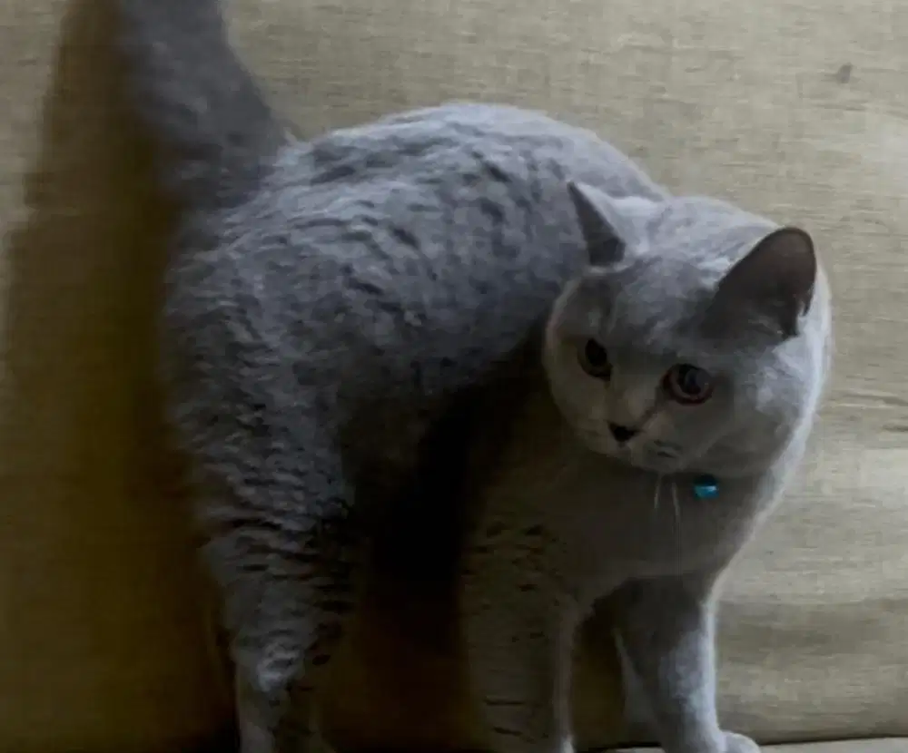 Kucing british shorthair bsh british short hair