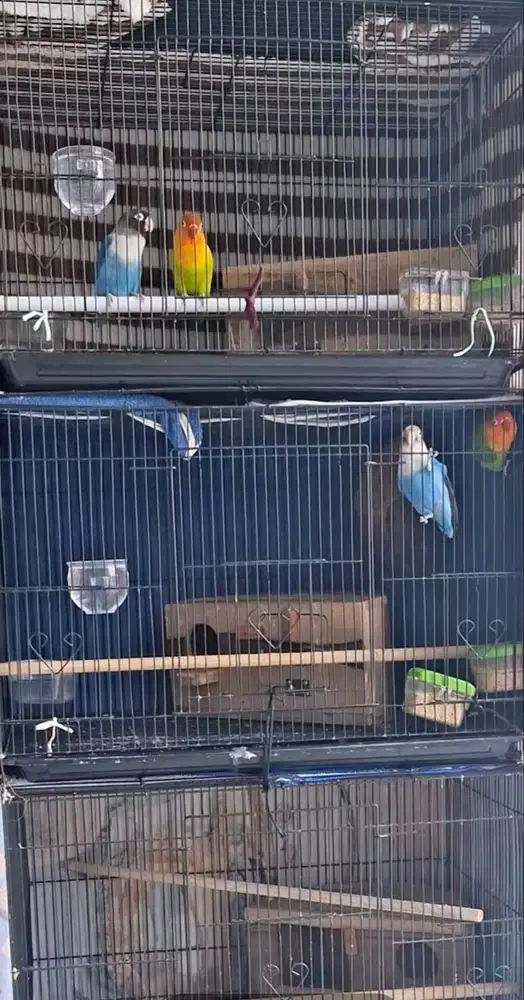 4 Burung Lovebird + 4 Kandang plus Glodok