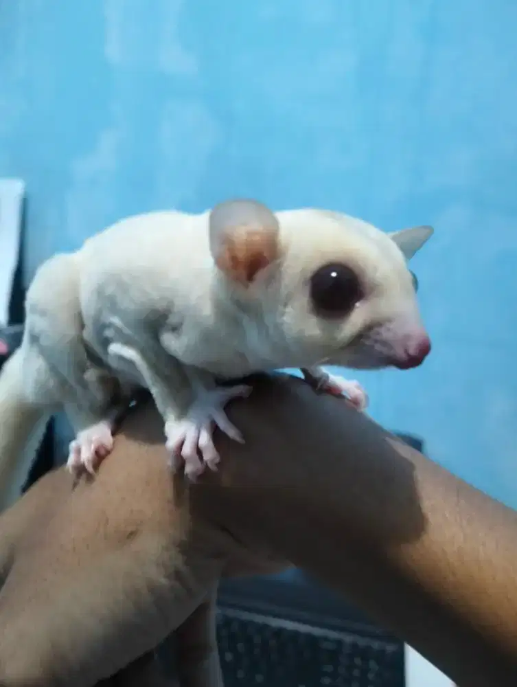 Sugar glider creamino jantan