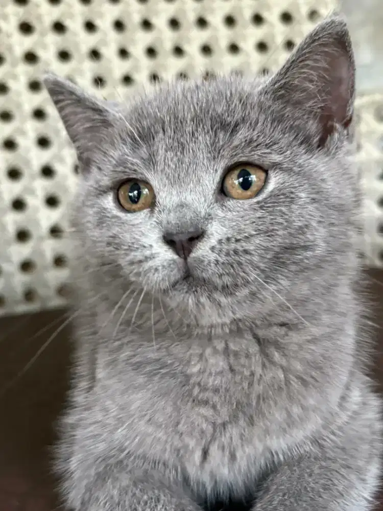 Kucing BSH Blue Betina