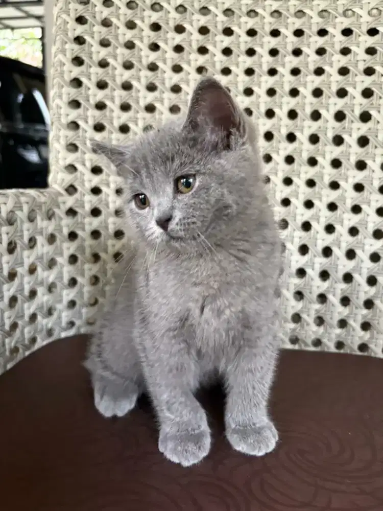 Kucing BSH Blue Betina