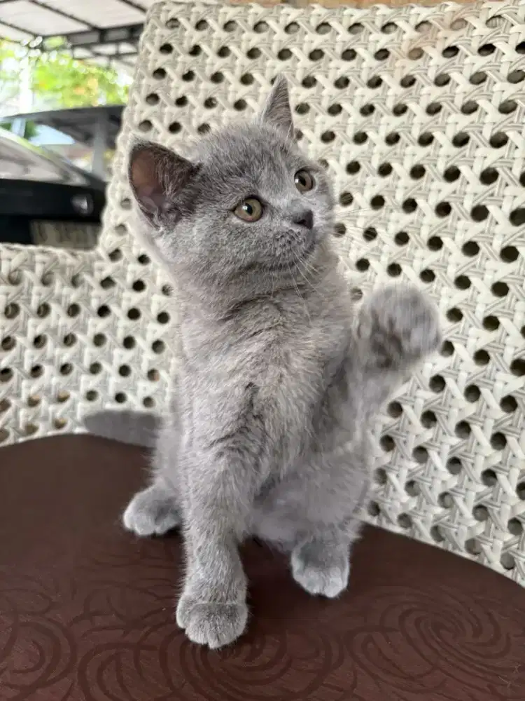 Kucing BSH Blue Betina