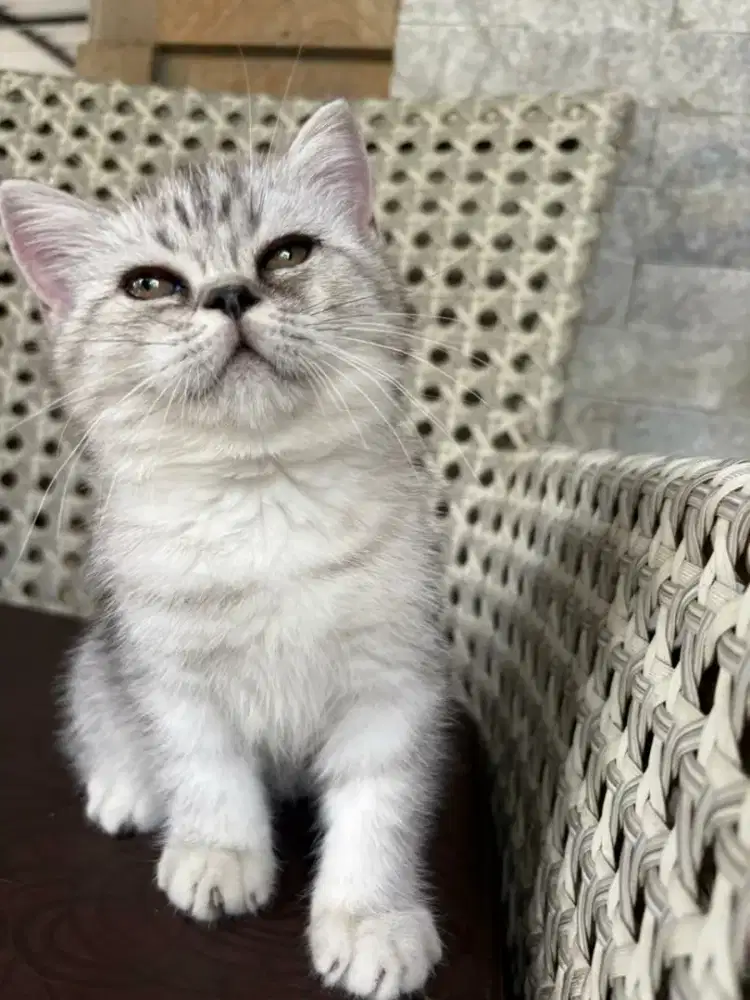 Kucing BSH Silver Shaded Betina