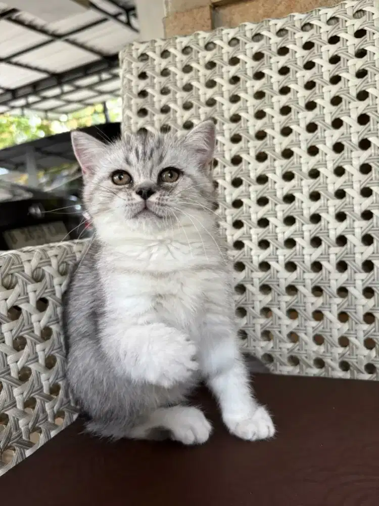 Kucing BSH Silver Shaded Betina