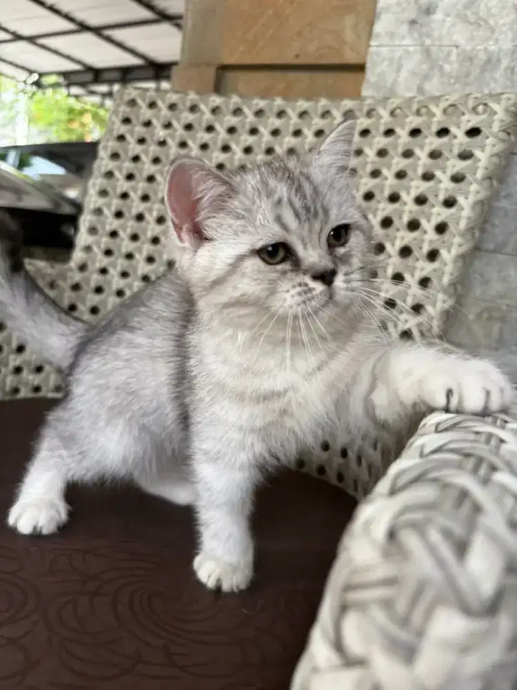 Kucing BSH Silver Shaded Betina