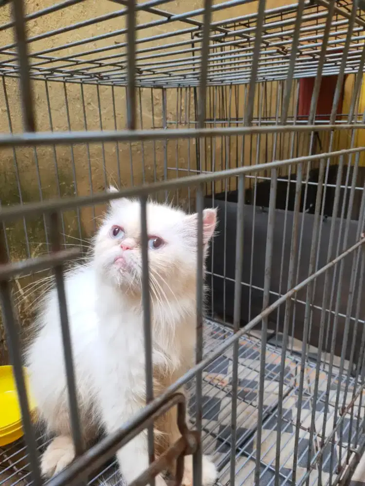 Flatnose Jantan dan betina