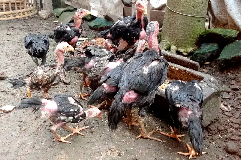 Ayam bangkok anakan