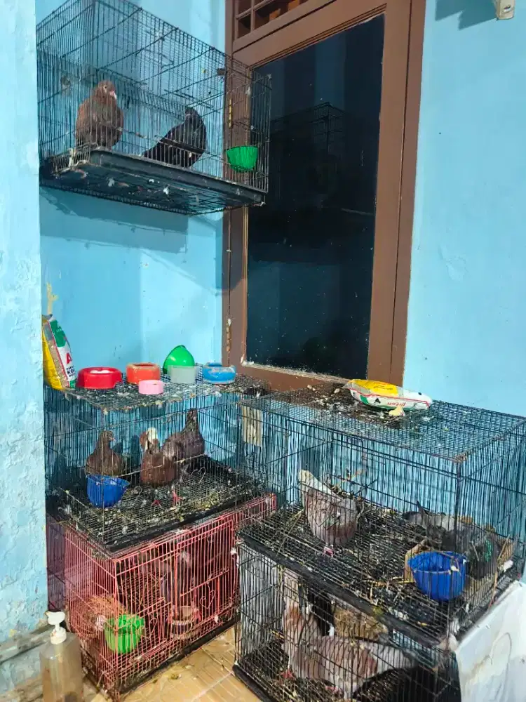 Kandang besi burung merpati dll