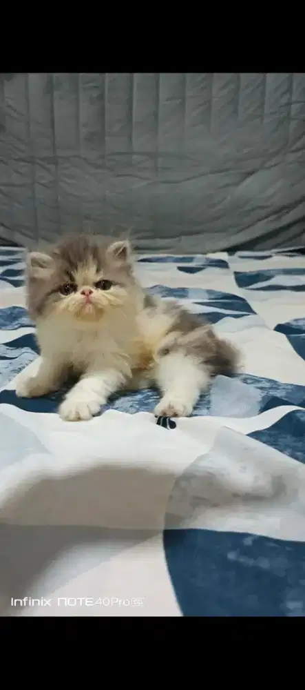 KUCING PERSIA PEAKNOSE