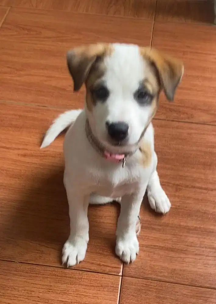 Anakan anjing jack russell mix collie