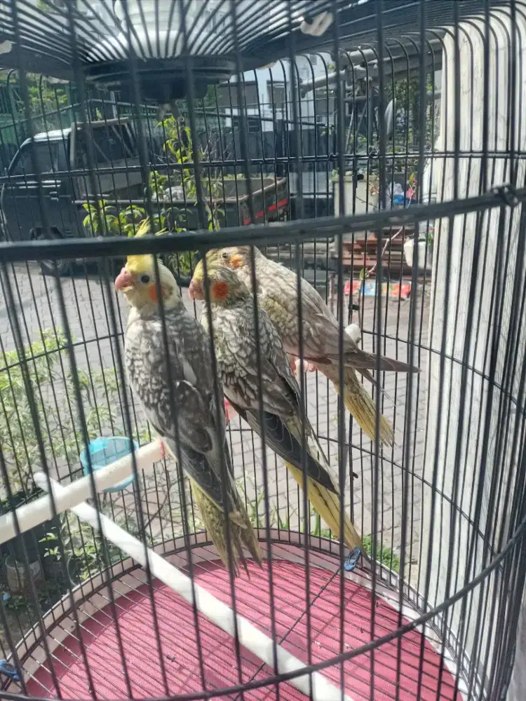 jual burung falk