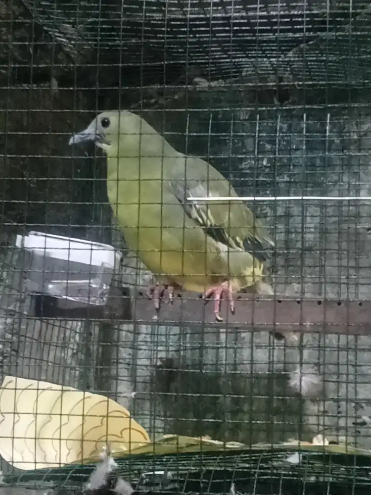 Punai daun Jawa makan milet harian aj