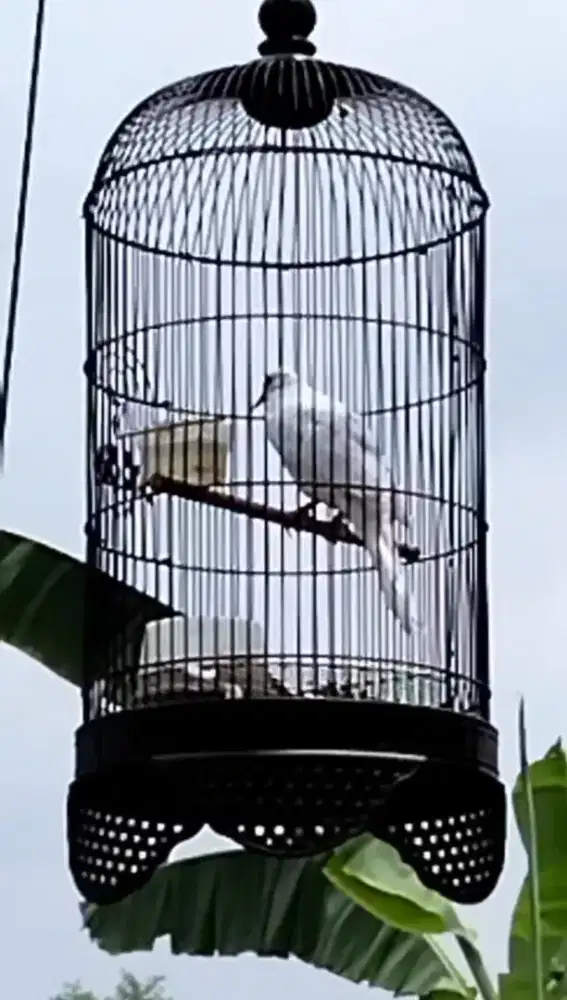 Jual burung derkuku putih BS gacor