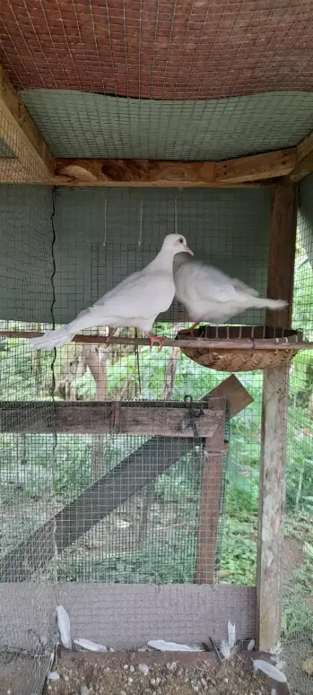 Derkuku putih sepaket ternak
