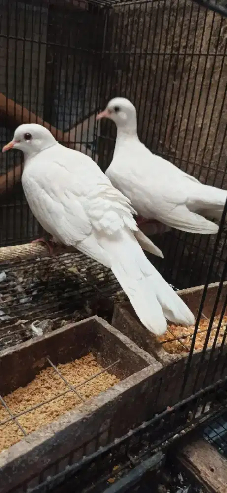 puter pelung bawa anak