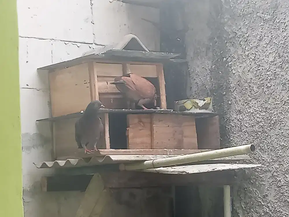 Merpati giring plus anakan baru bisa terbang